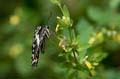 110 Afrikanischer Schwalbenschwanz - Papilio demedocus